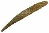 Fossil Shark (Asteracanthus) Dorsal Spine - Kem Kem Beds #329275-1